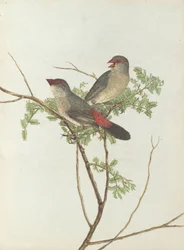 Gemeiner Kernbeißer. Lewin, John. Vögel von New South Wales mit ihrer Naturgeschichte. Sydney: G. Howe